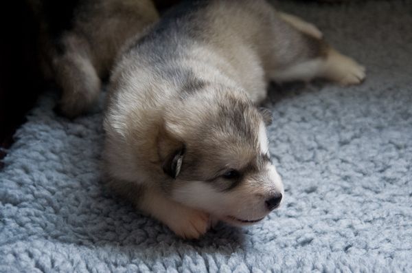 E Wurf 2 Wochen alt 8.jpg